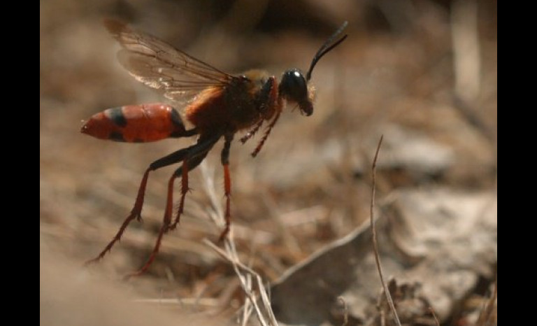 Serie ovallina sobre insectos llega  a la TV