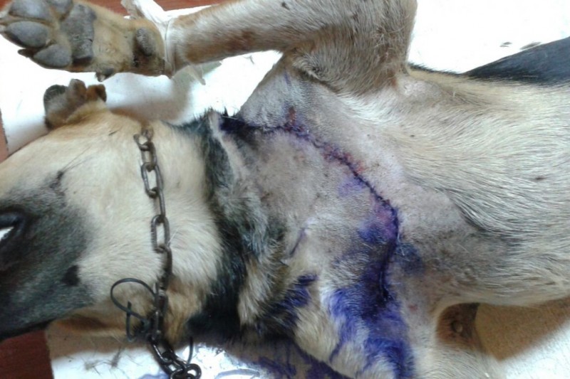 Brutal y sanguinaria agresión a mascota de vecina en avenida Costanera 