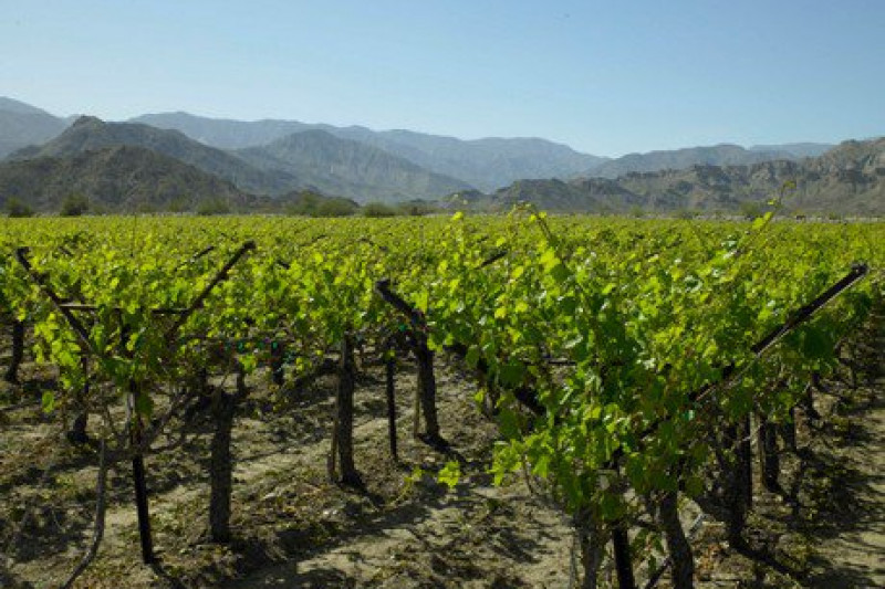 Productores de uva de la provincia acusan posible colusión de viñas 