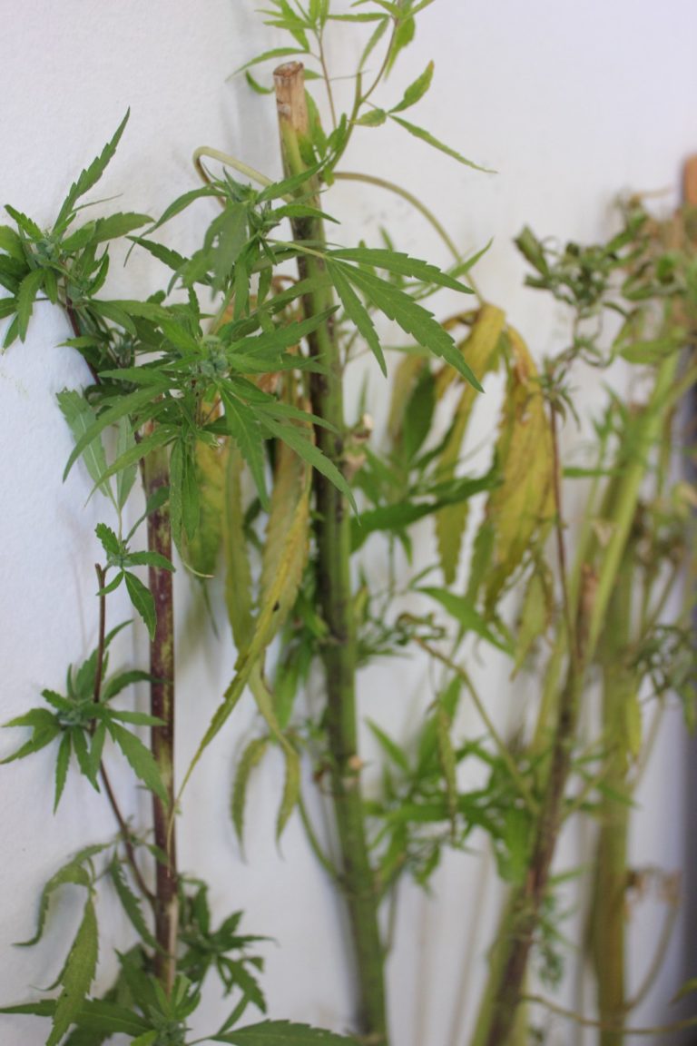  Ovalle debate sobre el proyecto que pretende despenalizar el autocultivo de marihuana