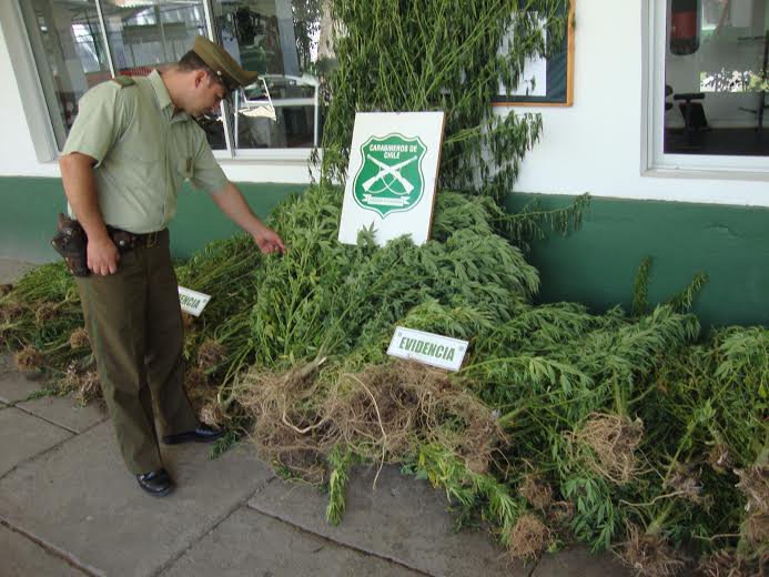 Llaman a comunidad a colaborar  para seguir decomisando marihuana