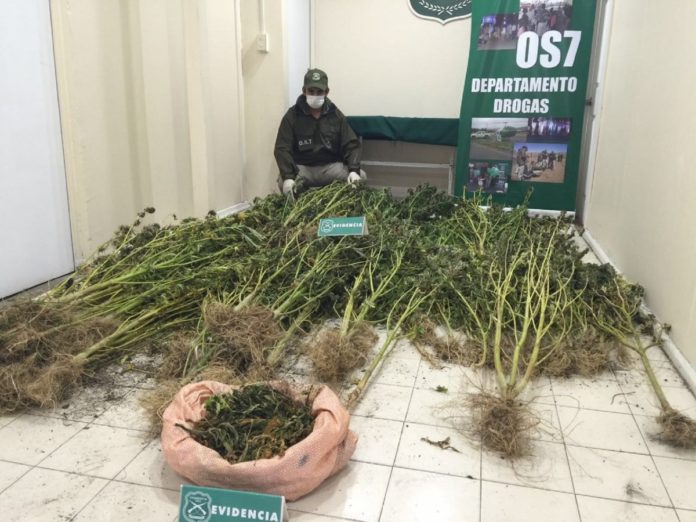 Sube incautación de drogas y presentan más de mil detenidos 
