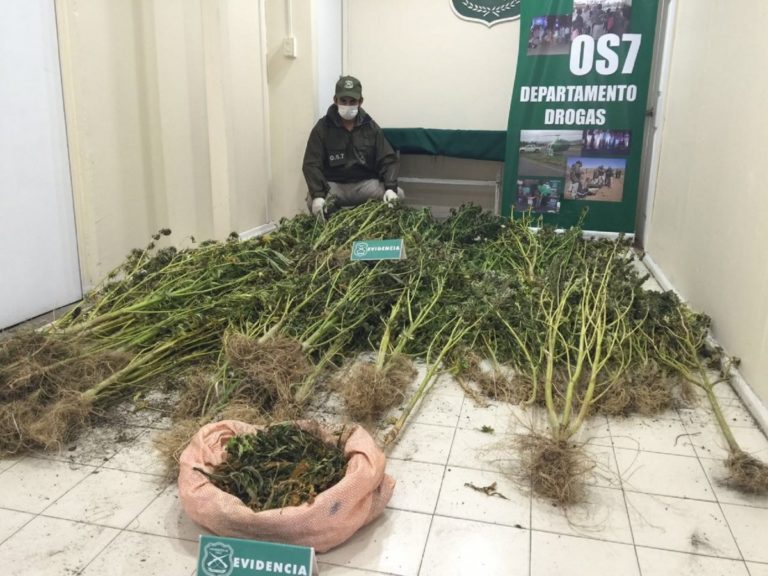 Sube incautación de drogas y presentan más de mil detenidos 