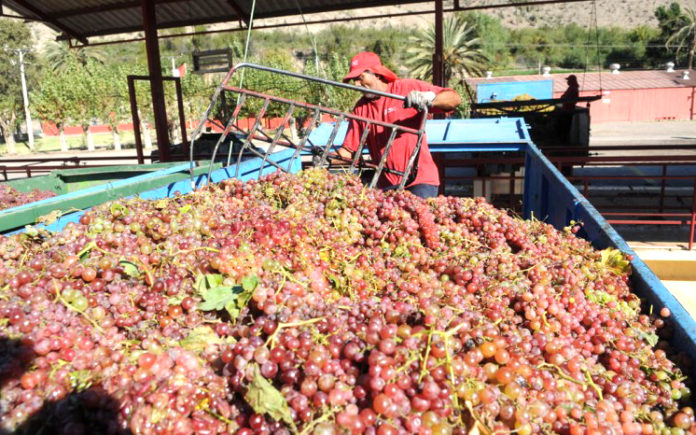 Cooperativa Capel, que agrupa a cientos de pequeños productores de uva de la región, fue premiada como una de las mejores empresas del país.