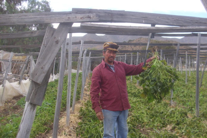 Ni siquiera aquellos cultivos protegidos bajo los invernaderos se salvaron. En la imagen, se observa un cultivo de porotos en Monte Patria, completamente afectada por las heladas.