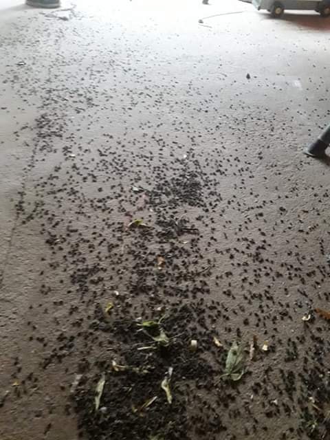 Si bien se ha fumigado, los insectos vuelven