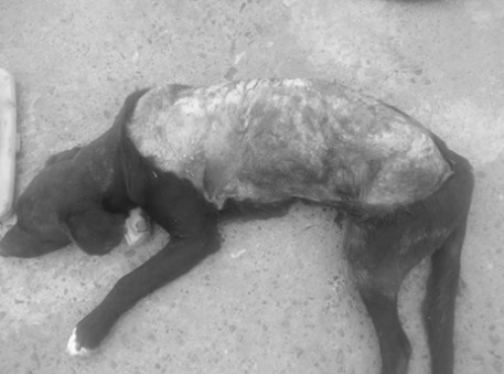 Además de varias fracturas, el perro resultó con al menos el 80% de su piel arrancada por el impacto del microbús. Crédito: Cedida