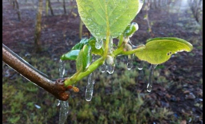 El año pasado, las heladas que afectaron por esta misma época a la región, dejaron fuertes pérdidas económicas a los pequeños agricultores.