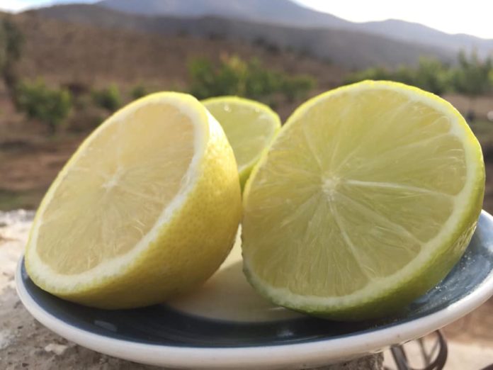 p5_limones_punitaqui_foto_2