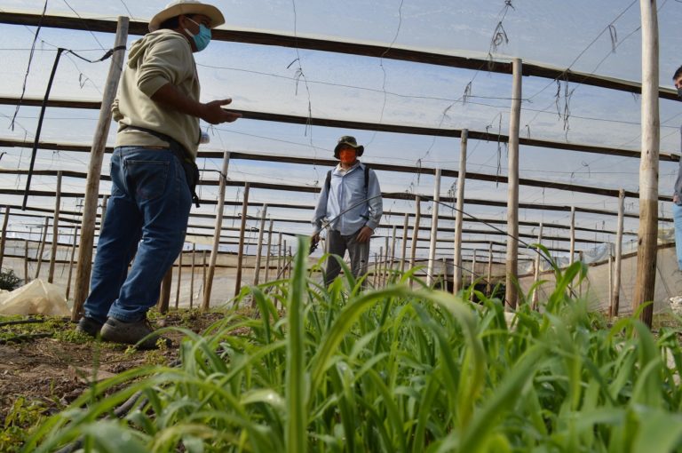 p4_campesinos_monte_patria