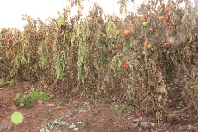 p2-3_campesinos_heladas_el_palqui_4