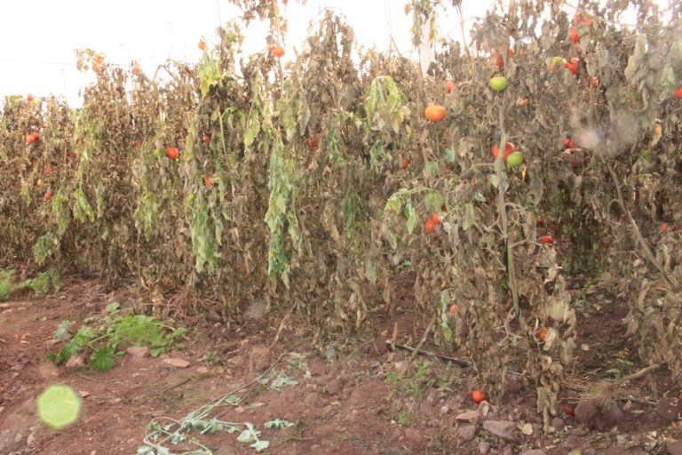 p2-3_campesinos_heladas_el_palqui_4