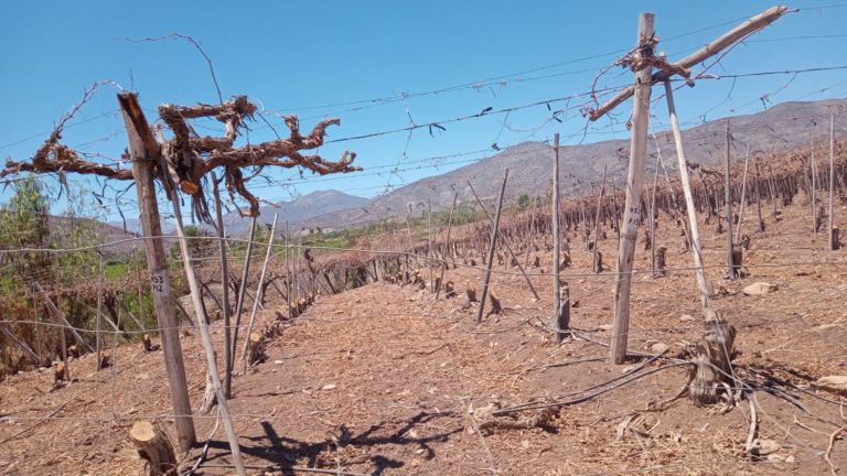p3_cosechas_en_riesgo_en_monte_patria