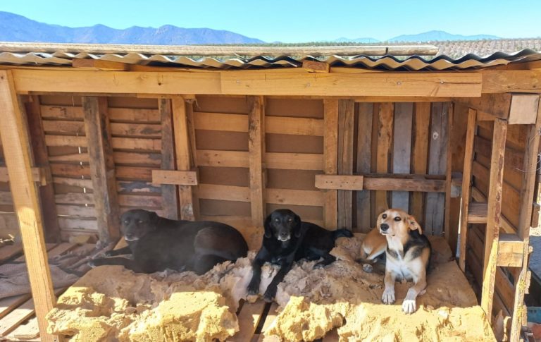 p4_organizaciones_animalistas_y_sus_esfuerzos_por_rescatar_mascotas