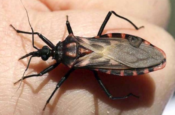 p5_enfermedad_de_chagas_ya_cuenta_con_tratamiento_exclusivo_en_la_region