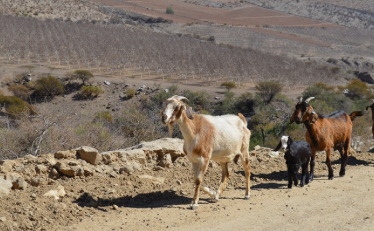 p2_crianceros_de_monte_patria_acusan_muerte_de_ganado_por_falta_de_alimento_1