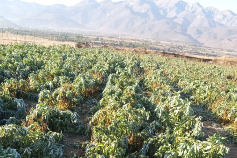 p2_alcaldes_del_limari_acusan_falta_de_estrategias_para_enfrentar_la_crisis_de_la_agricultura