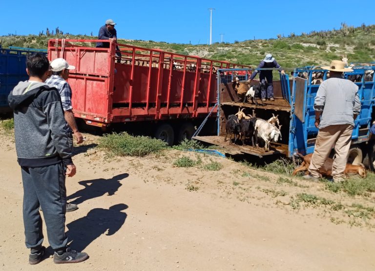 p3_crianceros_bajan_de_la_precordillera_en_busca_de_alimento_para_su_ganado