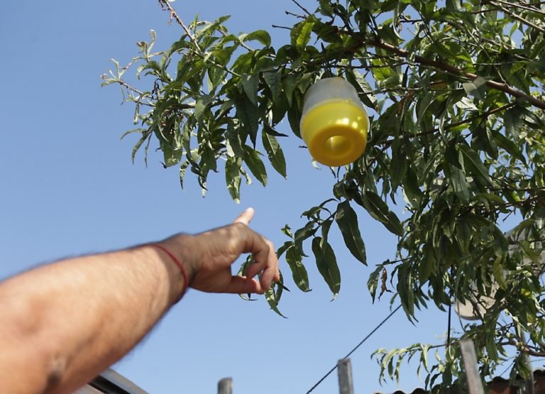 p6-p7_sag_impulsa_trabajo_colaborativo_con_productores_para_combatir_la_mosca_de_la_fruta