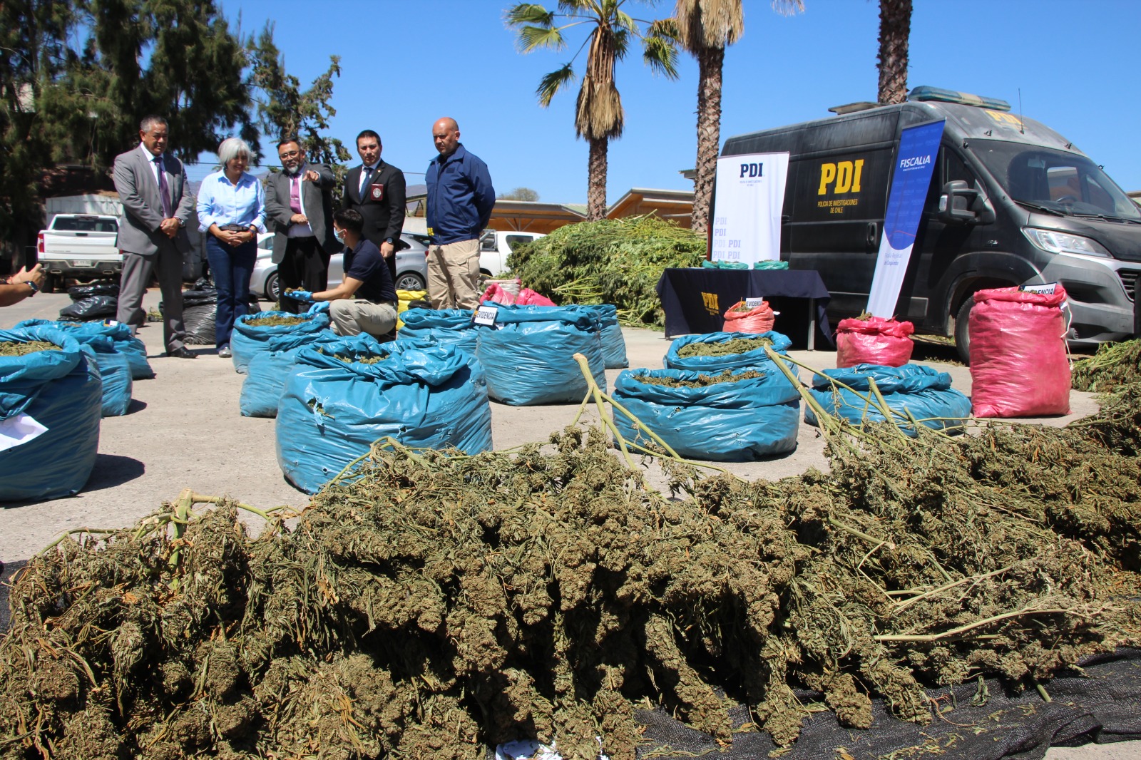 Plan Cannabis: PDI decomisa droga avaluada en $14 mil millones