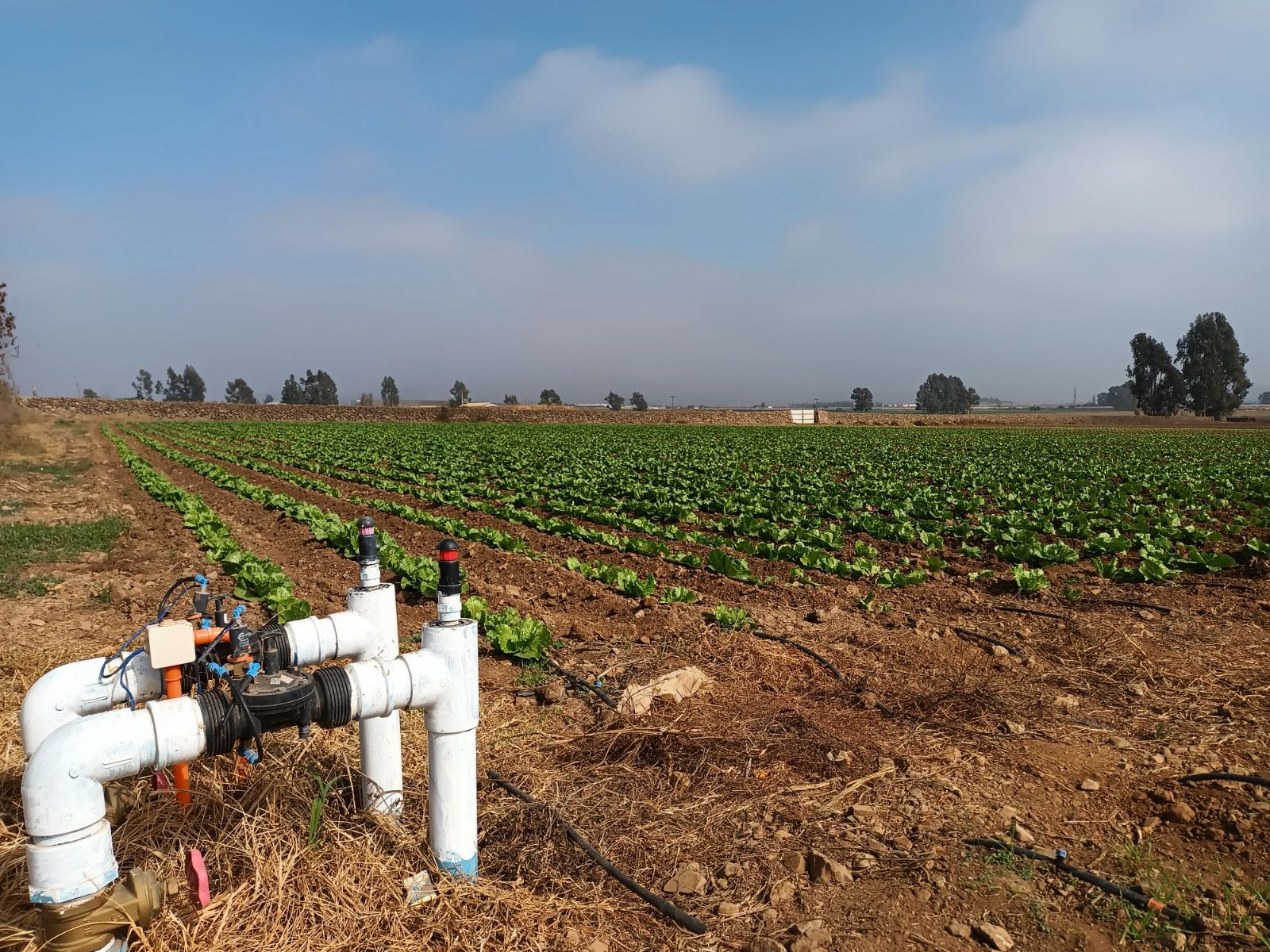 Crisis en el campo: Aumento de costos obliga a reducir cultivos en la Provincia del Limarí - El Ovallino - Pasion por el Limarí